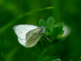 motyl