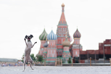 mixed breed dog walking in the red square