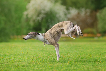graceful whippet dog standing on the front paws