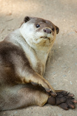Otter