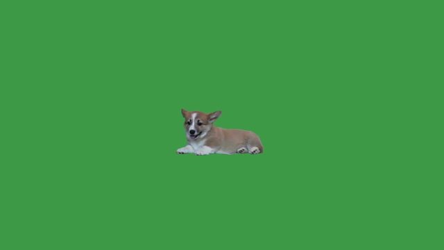 welsh corgi puppy on green screen