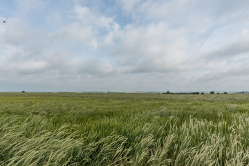 Beautiful wheat field vista in Western Oklahoma in springtime  - obrazy, fototapety, plakaty