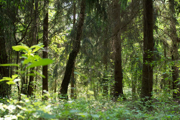 Forest landscape, in the forest of Eastern Europe