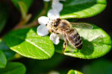 Bee on a blooming flower