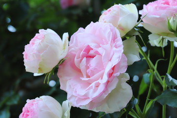 植物園のピンク色のバラ