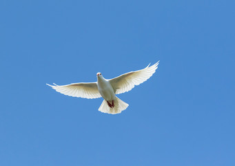 Fototapeta na wymiar white feather homing pigeon bird flying against beautiful blue sky
