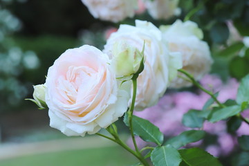 植物園のピンク色のバラ