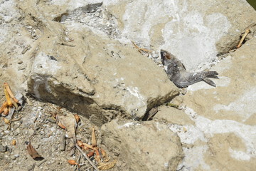 Dead fish for lack of water, on the lake shore.