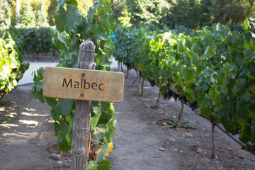 Malbec Vines, Maipo Valley, Santiago, Chile