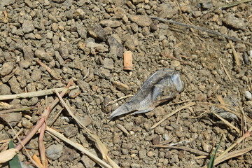 Dead fish for lack of water, on the lake shore.