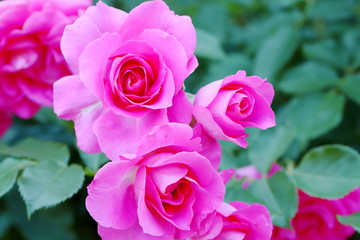 植物園のピンク色のバラ