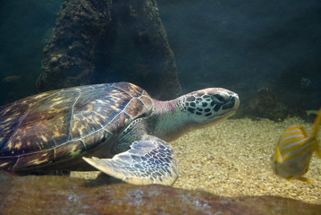 Fototapeta premium Sea turtle swimming in an open fish aquarium visitation. An old turtle swimming detail.