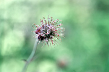Weed flower