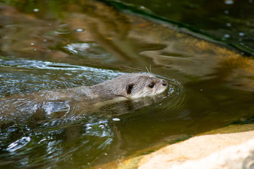 Otter