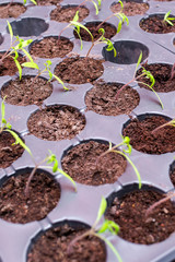 Seedling plants growing in germination plastic tray