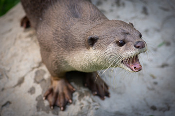 Fototapeta premium Otter