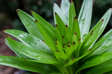 Obraz premium Growing green lily flower with raindrops on its leaf. Close-up shot.