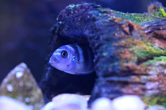 Cichlid Fish in aquarium. Scientific Name: Pseudotropheus Demasoni