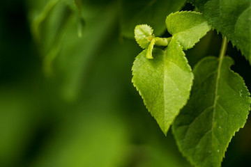 green leaves, close up, macro, nature, shape, detail, textured, plants, growing, garden, colorful, horizontal image, organic, textured, jagged edge