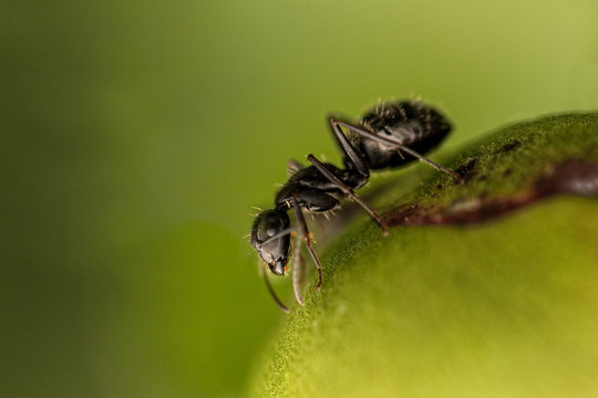 black ant, green, insect, close up, macro, nature, plant, flower bud, nature, color, garden, pest, bugs, horizontal image