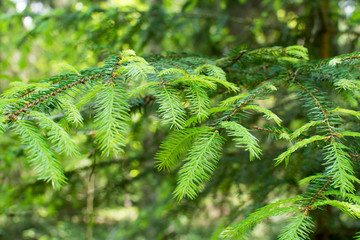 Green branches of spruce trees