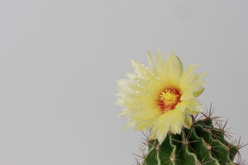 Cactus flower blossom on isolated white background. Desert flower.