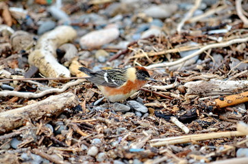 Bay-breasted Warbler, male bird in the wild