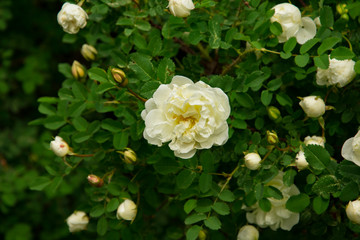 blooming Bush of white rose buds and flowers