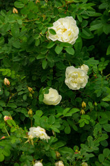 blooming Bush of white rose buds and flowers