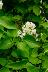 branch of large flowers white lilac among green leaves
