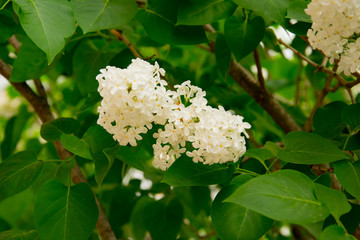 branch of large flowers white lilac among green leaves