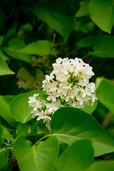 branch of large flowers white lilac among green leaves