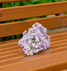 branch of large Purple flowers lilac on a wooden bench