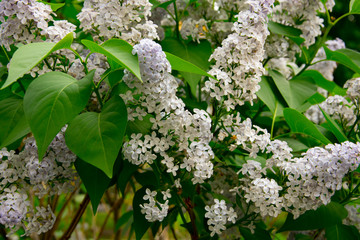 branch of large Purple flowers lilac among green leaves