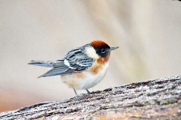 Bay-breasted Warbler, male bird in the wild