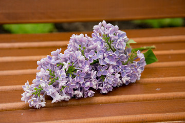 branch of large Purple flowers lilac on a wooden bench