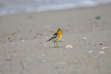 Blackburnian Warbler in the wild