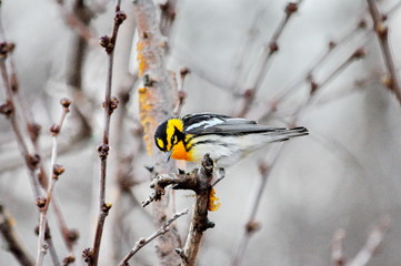 Blackburnian Warbler in the wild