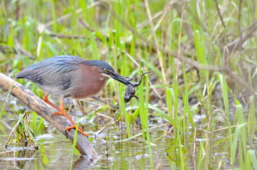 Green Heron eating a frog