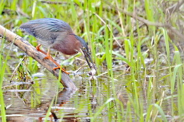 Green Heron eating a frog