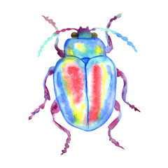Beetle on a white background, watercolor.