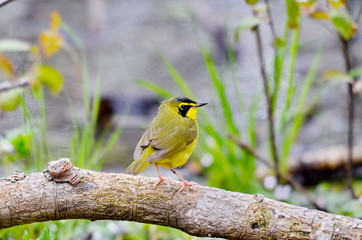 Adult male Kentucky Warbler