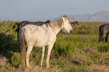 Obraz na płótnie Canvas Beautiful Wild Horse in Spring in Utah