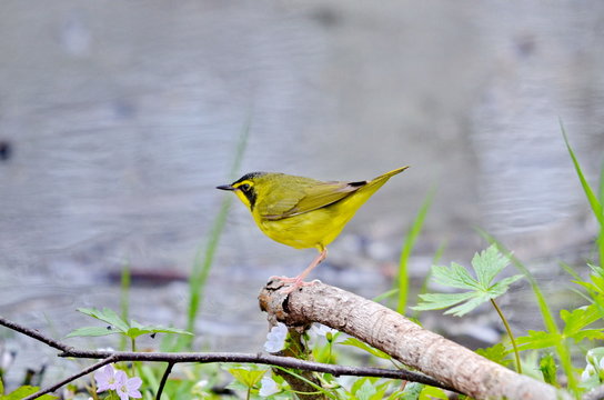 Adult Male Kentucky Warbler