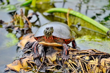 Midland Painted Turtle in the wild