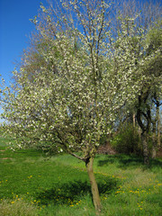Fototapeta na wymiar Wild apple tree in blossom