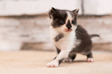 Portrait of cub cat. Cat with chick on face walking. Puppy cat and wooden background