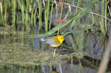 Prothonotary Warbler in springtime