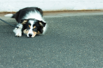 race dog lying on the street. Dog lying on asphalt