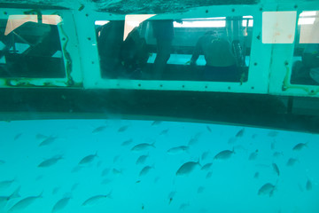 Excursión marítima en barco de fondo de vidrio para observación submarinal. Parque Natural Isla...